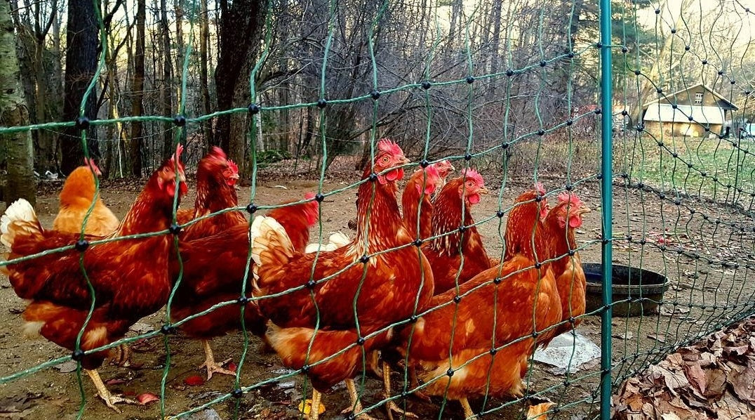 Maple Wind Farm Pasture Walk and Chicken Dinner