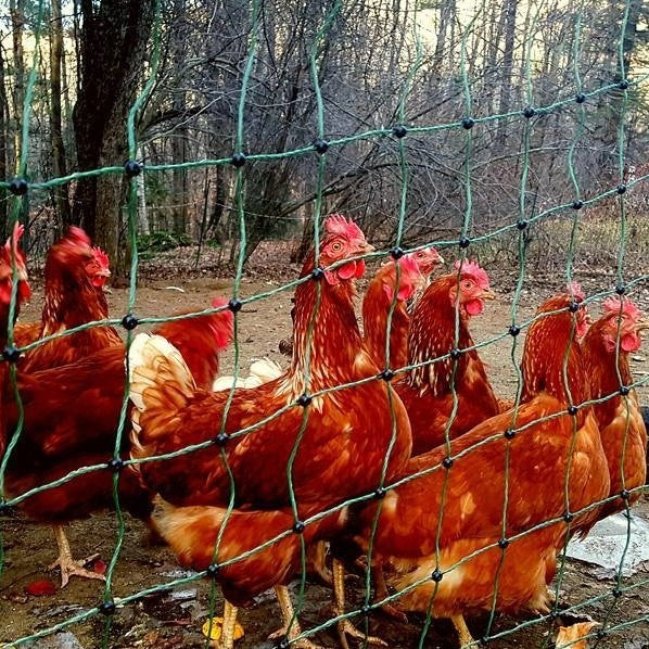 Maple Wind Farm Pasture Walk and Chicken Dinner