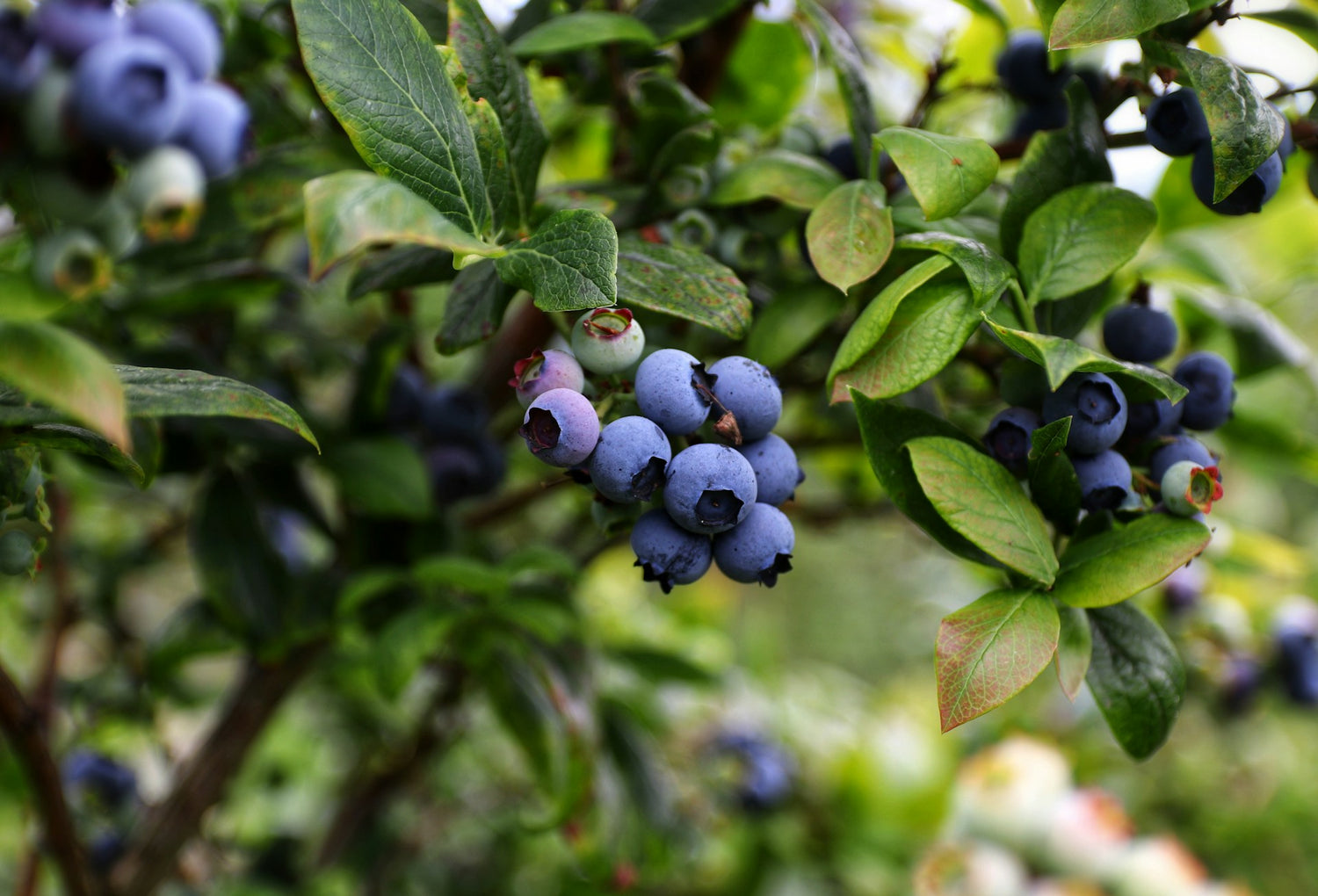 Owls Head Blueberry Farm Music While You Pick