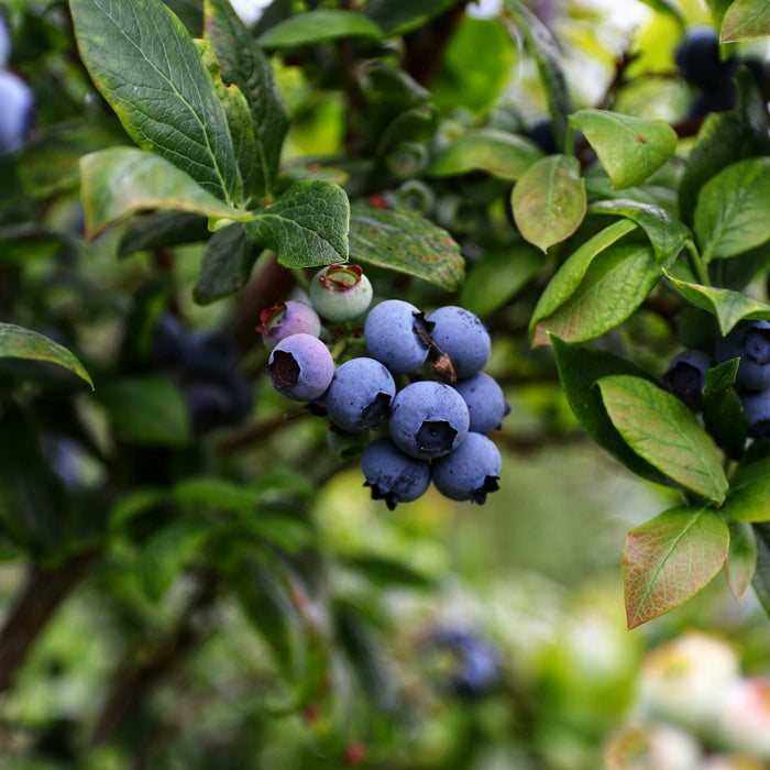 Owls Head Blueberry Farm Music While You Pick