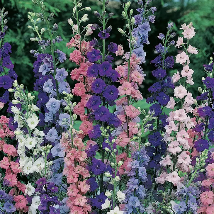 Wild Delphinium Flower Seeds