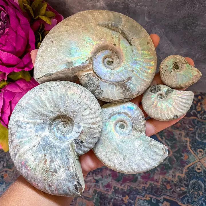 Rainbow Ammonite Fossil