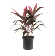 Cordyline