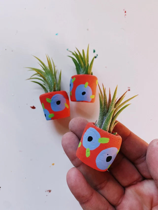 Air Plant + Mini Planter