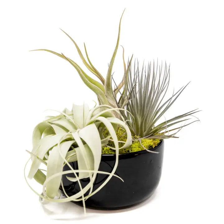 Air Plant Bowl Garden