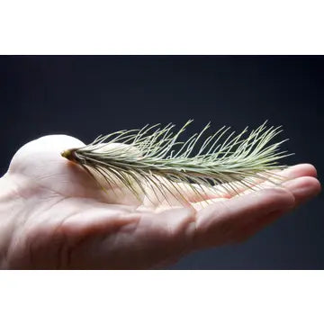 Air Plants