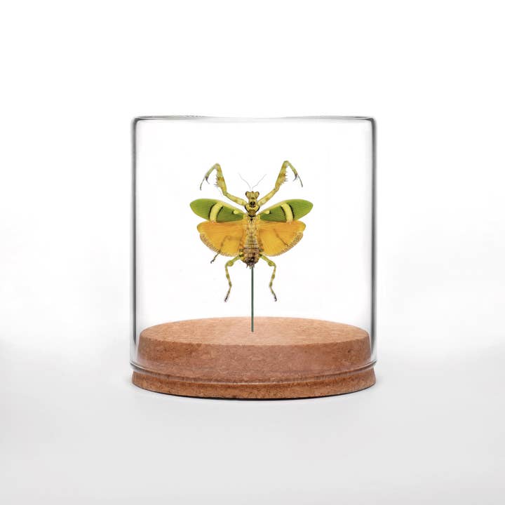 Butterfly Globes