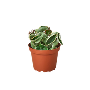 Hoya 'Rope'