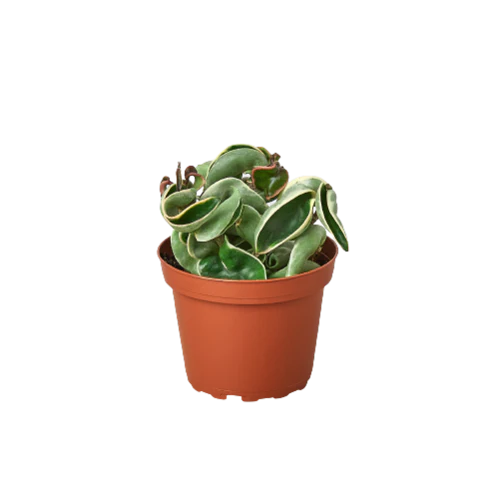 Hoya 'Rope'