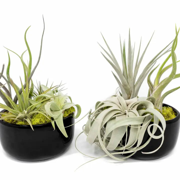 Air Plant Bowl Garden