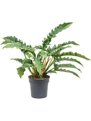 Philodendron "Narrow"