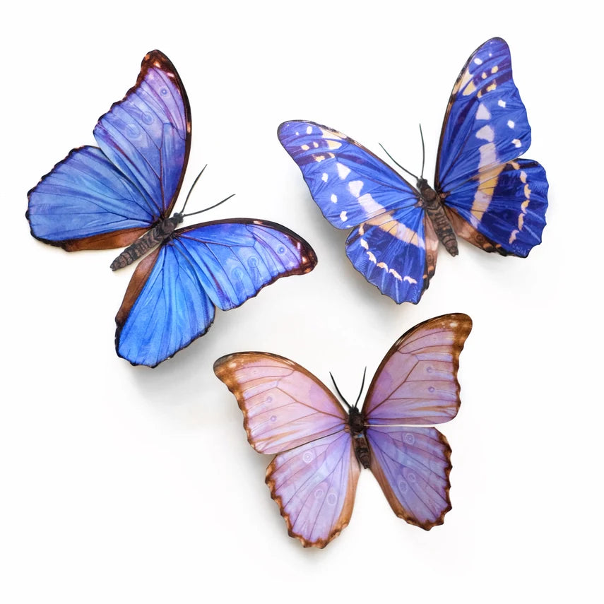 Fine Paper Specimens
