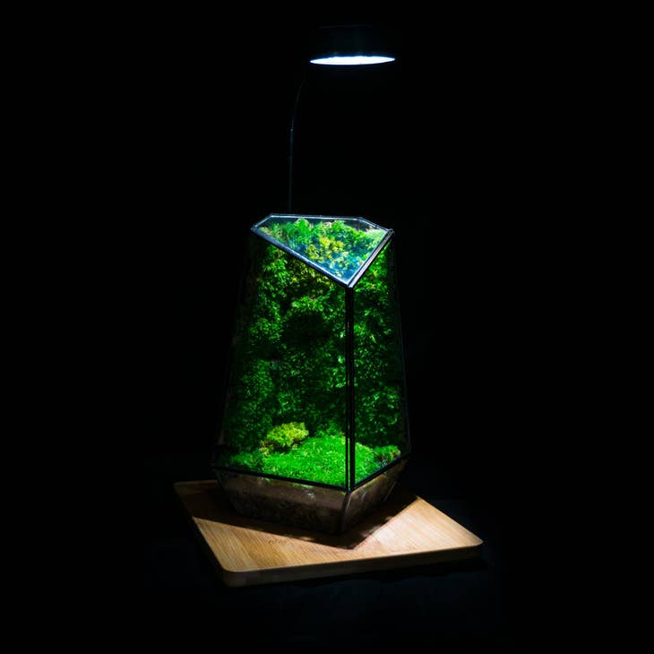 Indoor Plant Geometric Glass Vessel Container For Plants
