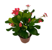 Euphorbia milii "Crown of Thorns"