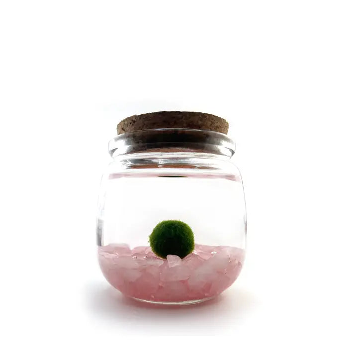 Moss Ball - Medium