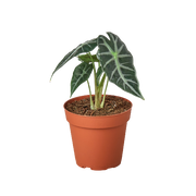 Alocasia "Bambino" (Alocasia amazonica)