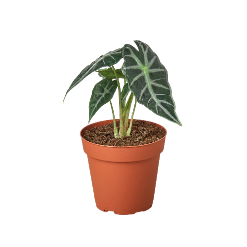 Alocasia "Bambino" (Alocasia amazonica)