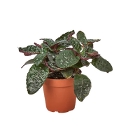 Purple Waffle Plant (Hemigraphis alternata)