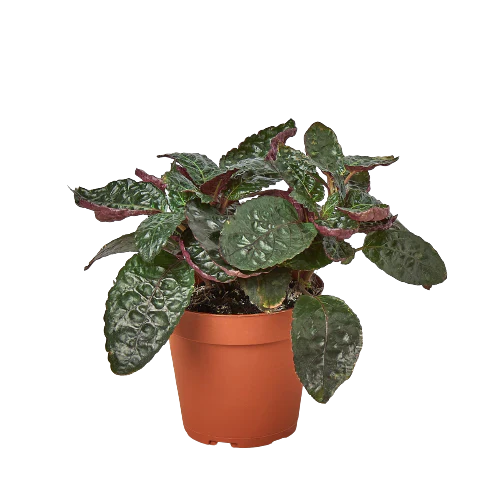 Purple Waffle Plant (Hemigraphis alternata)