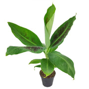 Banana Plant (Musa tropicana)