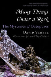 Many Things Under a Rock: The Mysteries of Octopus