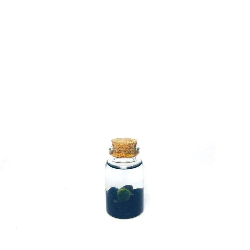 Moss Ball - Tiny