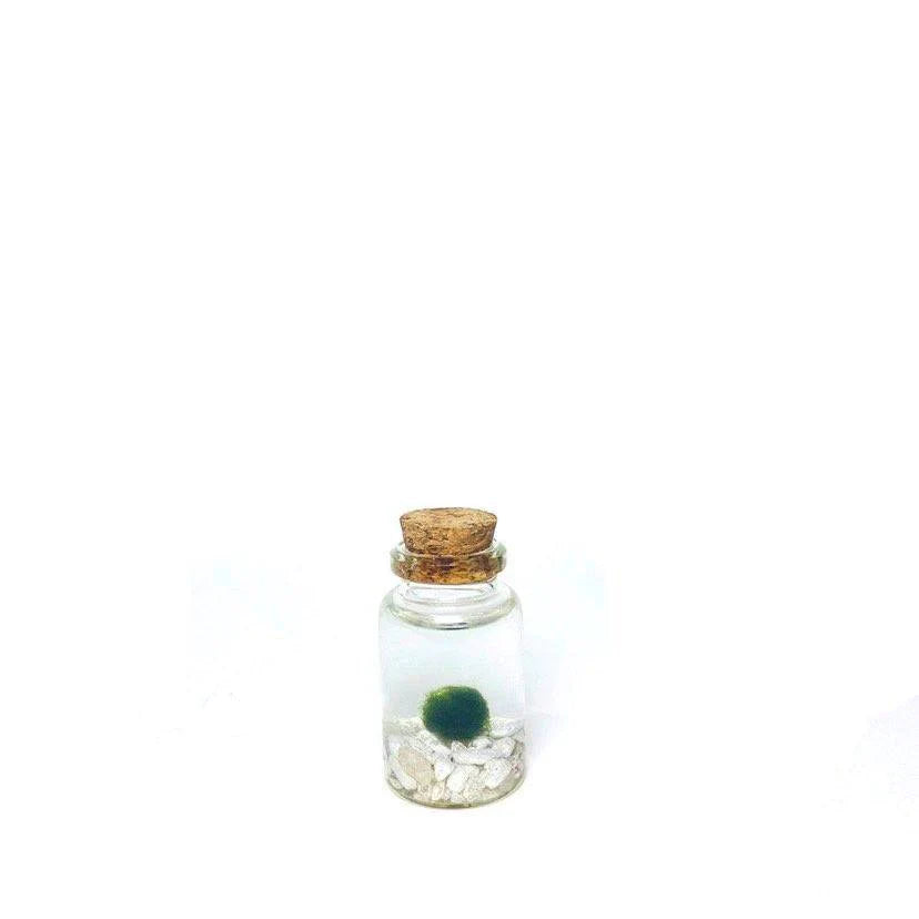 Moss Ball - Tiny