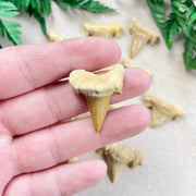 Natural Shark Tooth