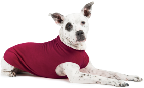 Gold Paw Fleece Garnet Size 22 by Pet Food Warehouse