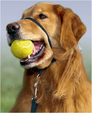 Premier Gentle Leader Dog Head Collar Large Black by Pet Food Warehouse