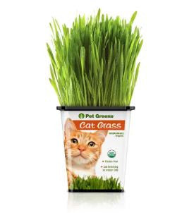 Live Wheat Grass by Pet Food Warehouse