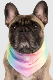 Chill Seeker Cooling Bandana Rainbow Small by Pet Food Warehouse
