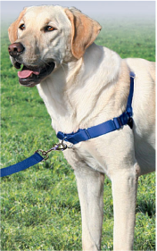 Premier Easy Walk Dog Harness Large Blue by Pet Food Warehouse