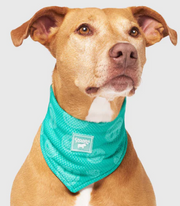 Chill Seeker Cooling Bandana Green Smiley Small by Pet Food Warehouse