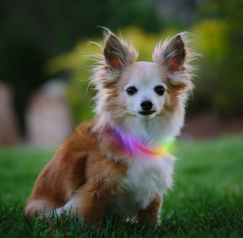 Niteize NiteHowl LED Rechargeable Safety Necklace Mini Disc-O Select by Pet Food Warehouse