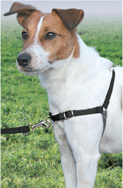 Premier Easy Walk Dog Harness Small Black by Pet Food Warehouse