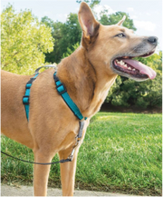Premier 3 In1 Dog Harness Large Teal by Pet Food Warehouse