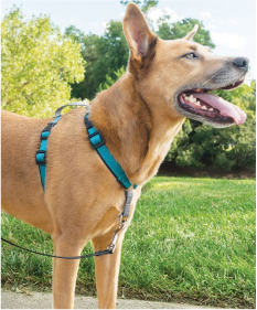 Premier 3 In1 Dog Harness Large Teal by Pet Food Warehouse