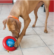 Kong PGY3 Gyro Small Dog Toy by Pet Food Warehouse