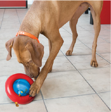 Kong PGY3 Gyro Small Dog Toy by Pet Food Warehouse