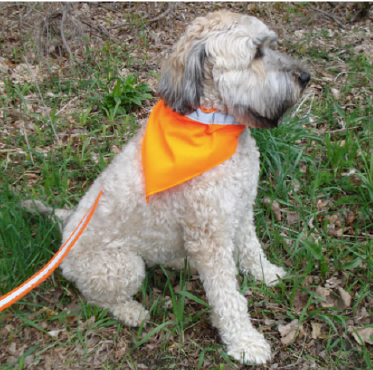 Dog Not Gone No Fly Zone Repellant Dog Safety Kerchief Large Orange by Pet Food Warehouse