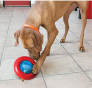 Kong PGY1 Gyro Large Dog Toy by Pet Food Warehouse