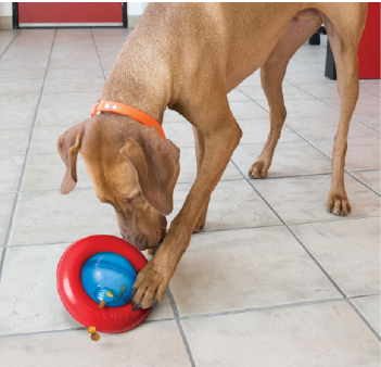 Kong PGY1 Gyro Large Dog Toy by Pet Food Warehouse