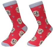 Socks Golden Retriever by Pet Food Warehouse