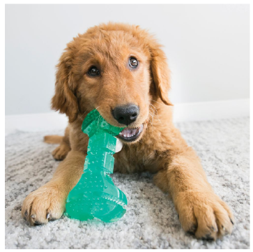 Kong PST22 Squeezz Dental Bone Medium Dog Toy by Pet Food Warehouse