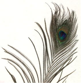 Peacock Feather Cat Toy by Pet Food Warehouse