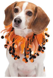 AR PomPom Party Hlwn Scrunchy Assorted by Pet Food Warehouse