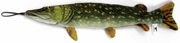 Steel Dog Denim Fish Northern Pike by Pet Food Warehouse
