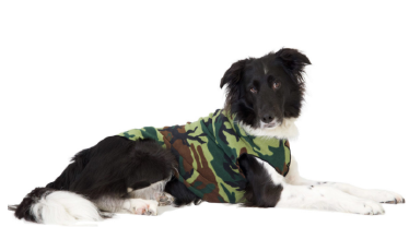 Gold Paw Fleece Camo Size 26 by Pet Food Warehouse