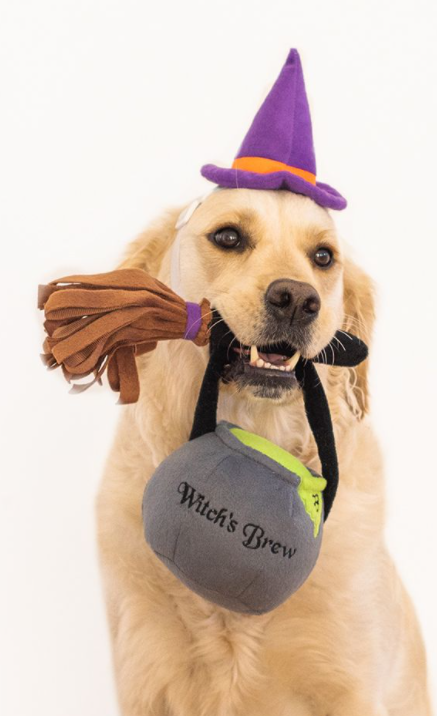 Zippy Paws Halloween Costume Kit Witch by Pet Food Warehouse